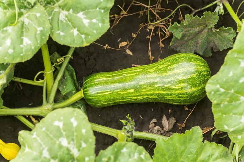 Zapallito-Zucchini-Zapallito italiano