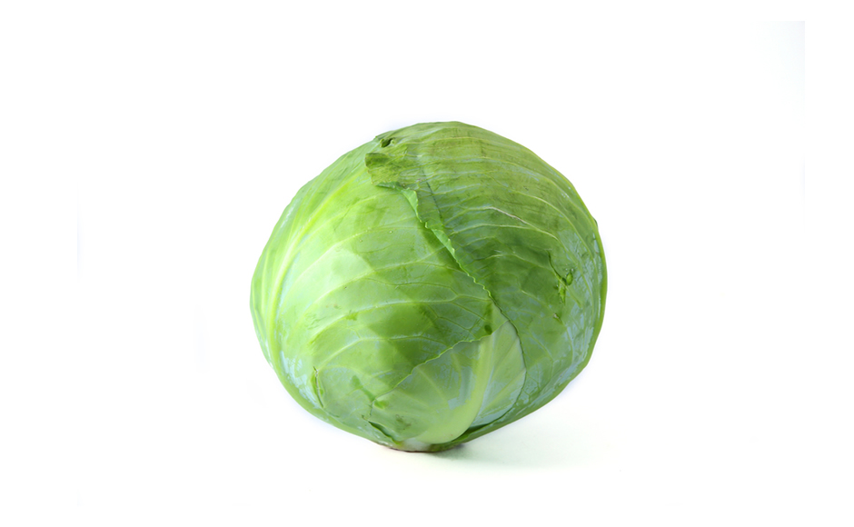 Repollo