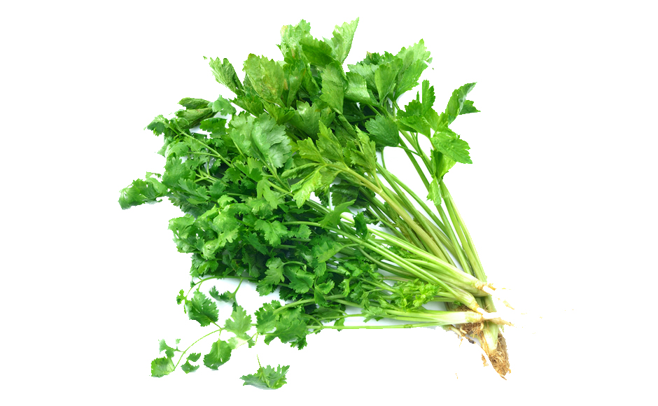 Culantro