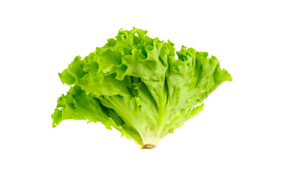 Lechuga